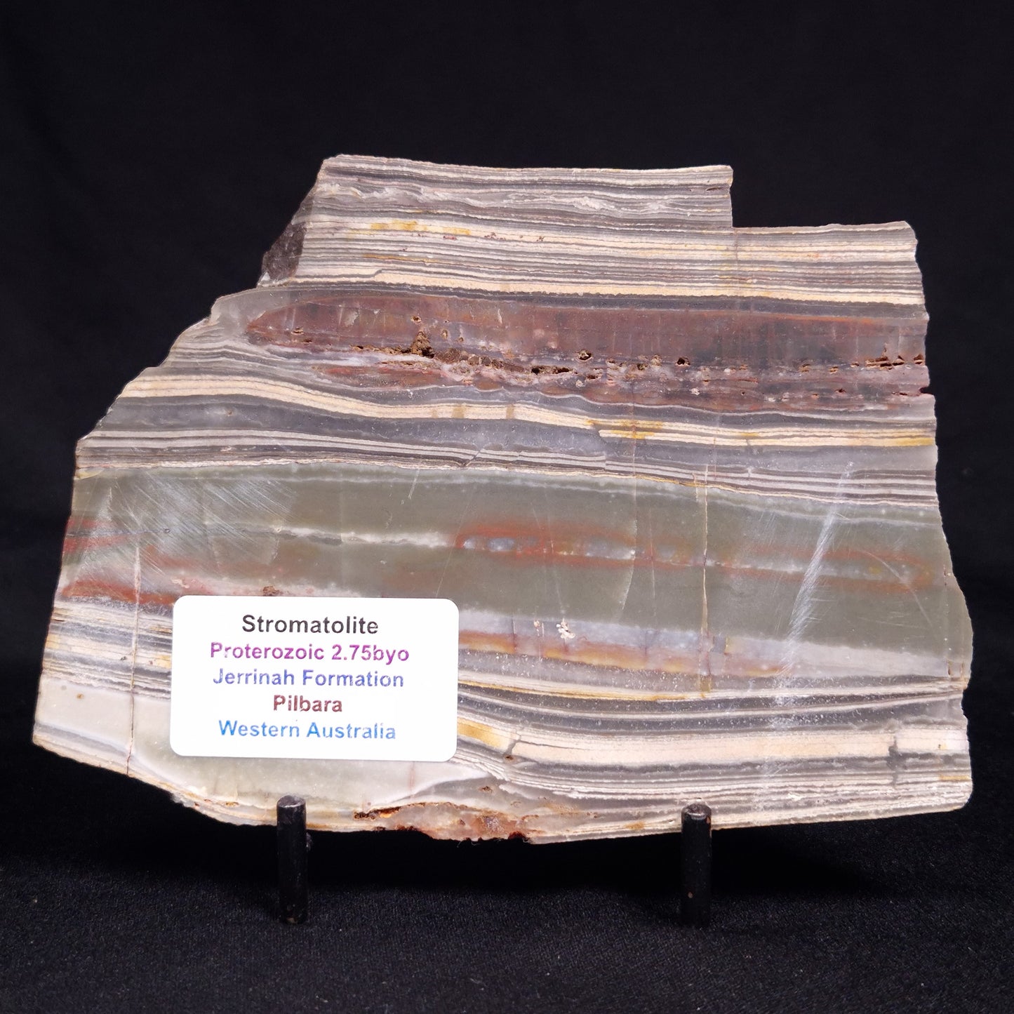 STROMATOLITE, Jerrinah Formation, Proterozoic, Australia ZJF077