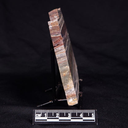 STROMATOLITE, Jerrinah Formation, Proterozoic, Australia ZJF077