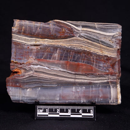 STROMATOLITE, Jerrinah Formation, Proterozoic, Australia ZJF079