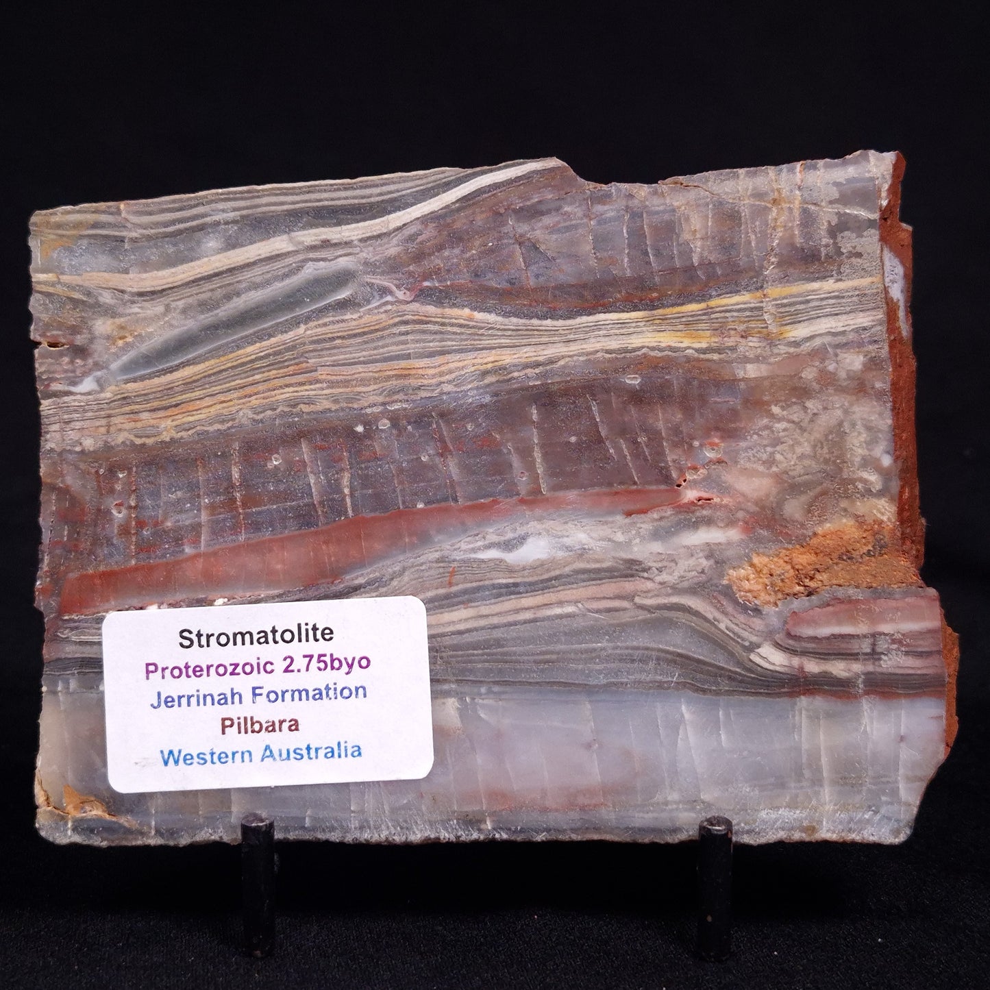 STROMATOLITE, Jerrinah Formation, Proterozoic, Australia ZJF079
