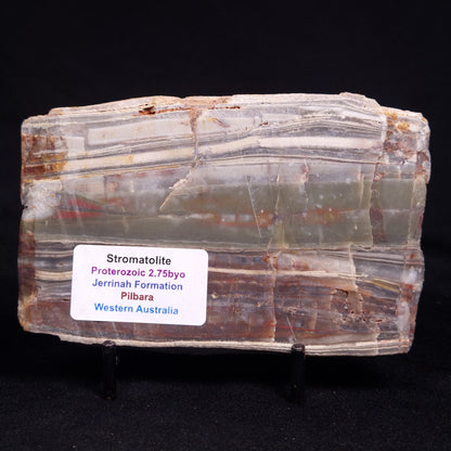 STROMATOLITE, Jerrinah Formation, Proterozoic, Australia ZJF080