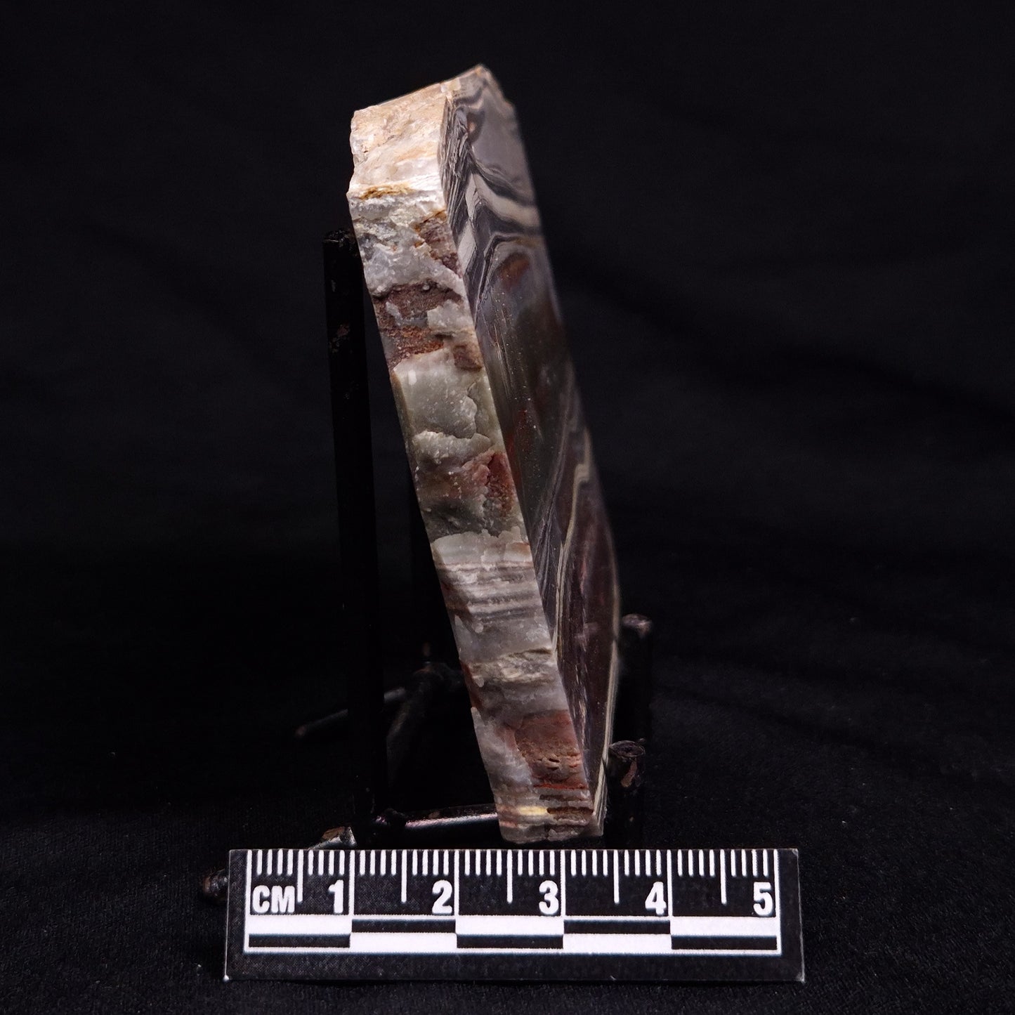 STROMATOLITE, Jerrinah Formation, Proterozoic, Australia ZJF080