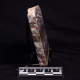 STROMATOLITE, Jerrinah Formation, Proterozoic, Australia ZJF080