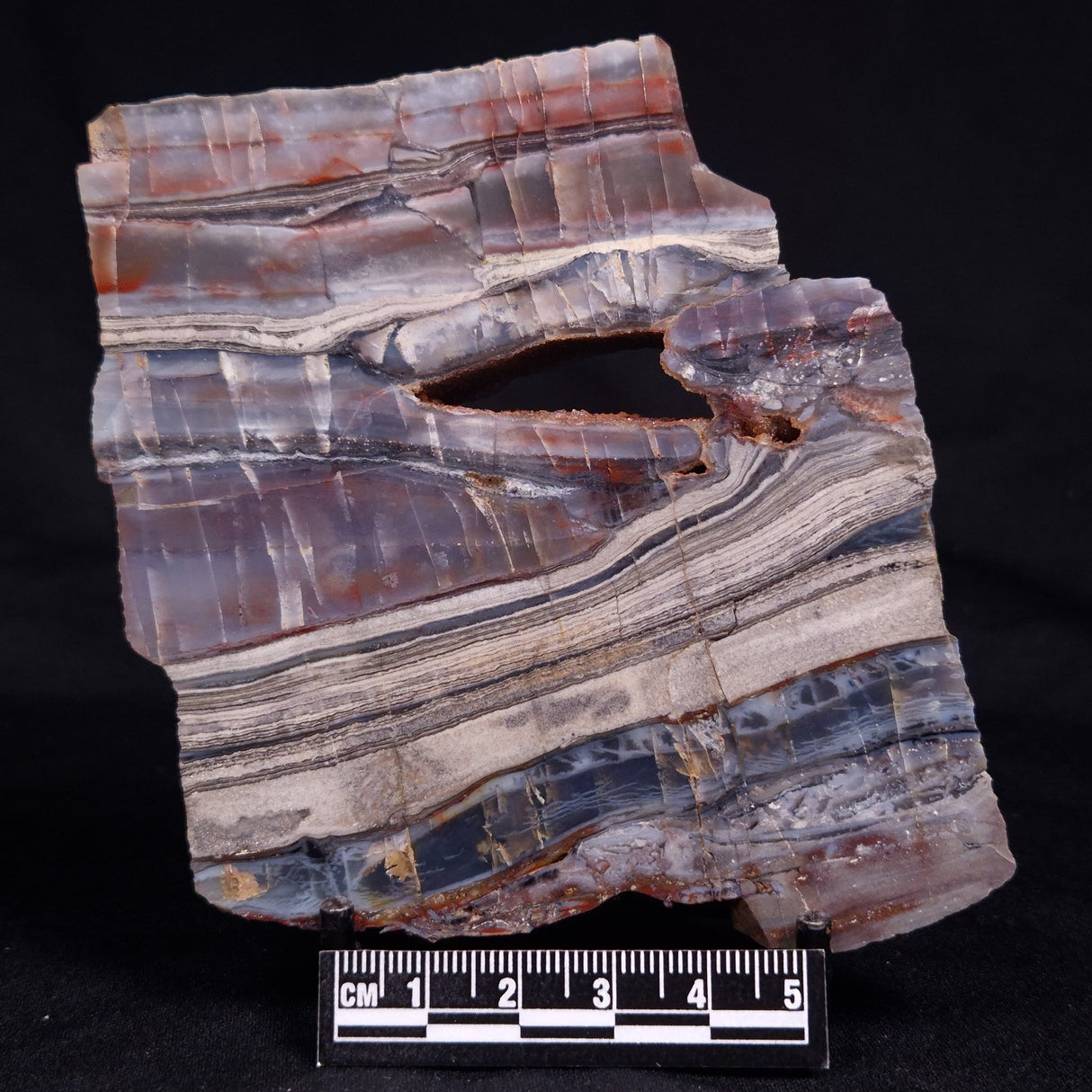 STROMATOLITE, Jerrinah Formation, Proterozoic, Australia ZJF081