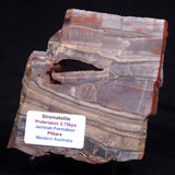 STROMATOLITE, Jerrinah Formation, Proterozoic, Australia ZJF081