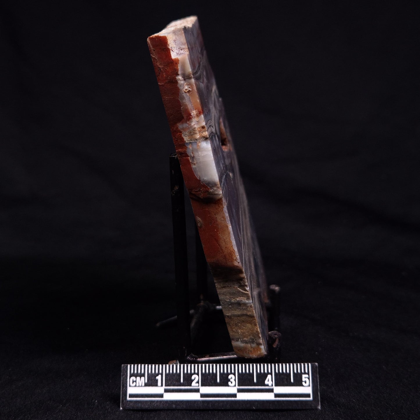 STROMATOLITE, Jerrinah Formation, Proterozoic, Australia ZJF081