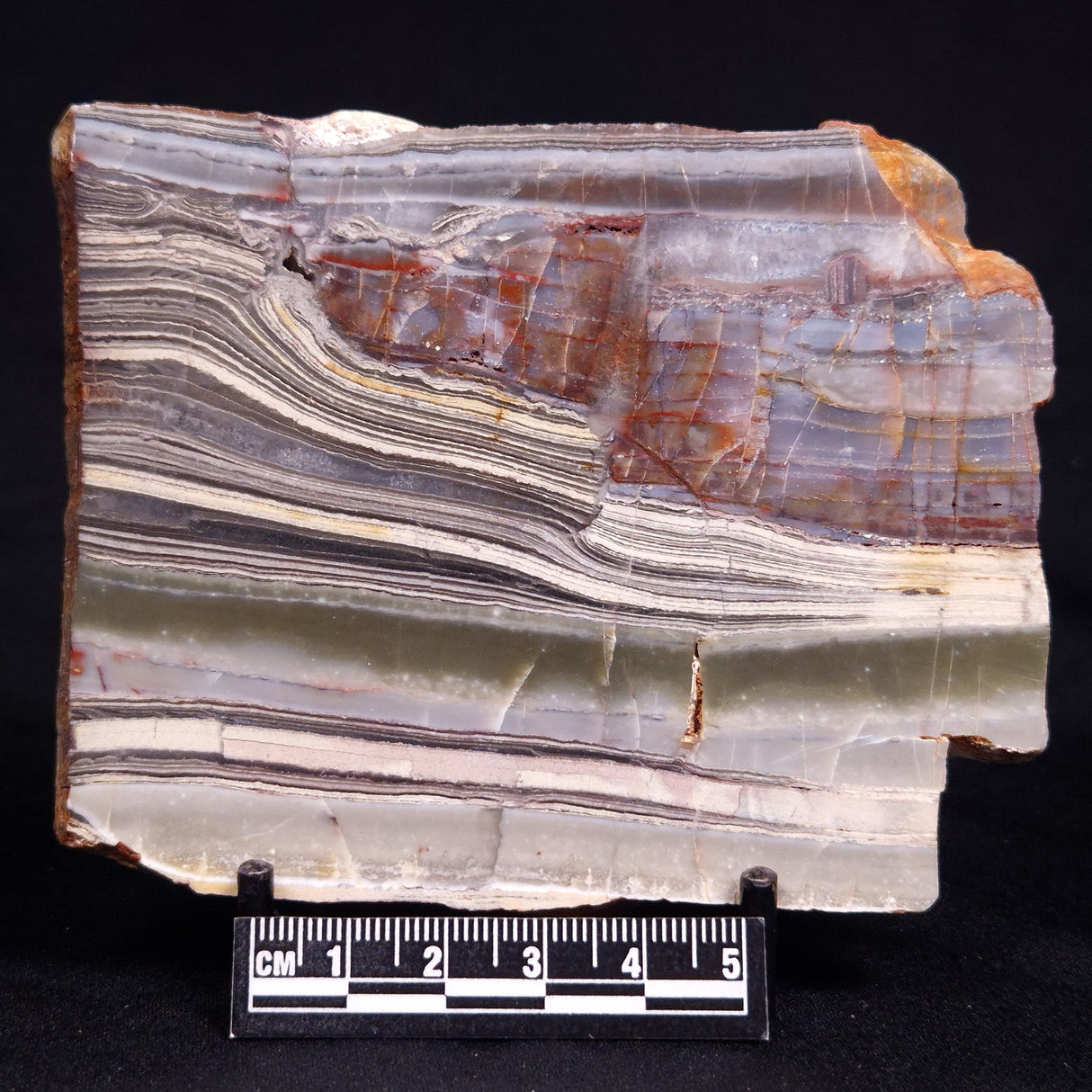 STROMATOLITE, Jerrinah Formation, Proterozoic, Australia ZJF082