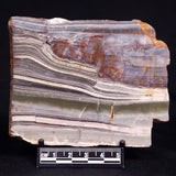 STROMATOLITE, Jerrinah Formation, Proterozoic, Australia ZJF082