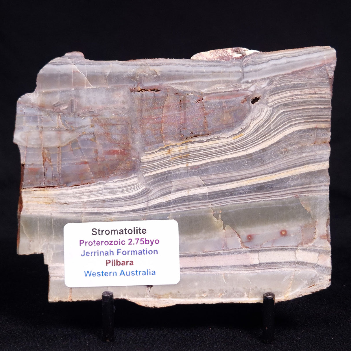 STROMATOLITE, Jerrinah Formation, Proterozoic, Australia ZJF082