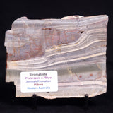 STROMATOLITE, Jerrinah Formation, Proterozoic, Australia ZJF082