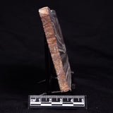 STROMATOLITE, Jerrinah Formation, Proterozoic, Australia ZJF082