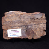STROMATOLITE, Jerrinah Formation, Proterozoic, Australia ZJF083