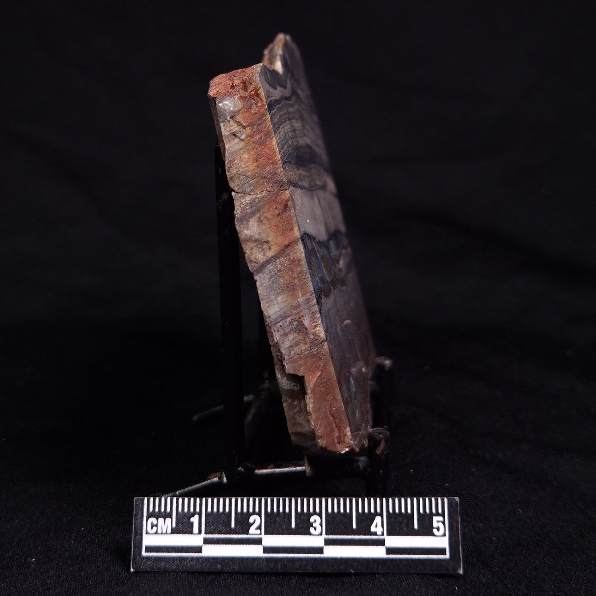 STROMATOLITE, Jerrinah Formation, Proterozoic, Australia ZJF083