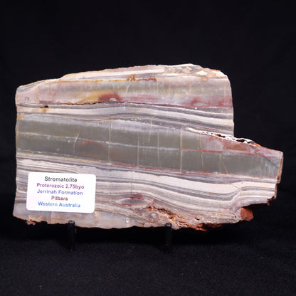 STROMATOLITE, Jerrinah Formation, Proterozoic, Australia ZJF084