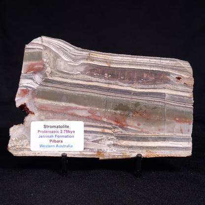 STROMATOLITE, Jerrinah Formation, Proterozoic, Australia ZJF084