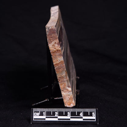 STROMATOLITE, Jerrinah Formation, Proterozoic, Australia ZJF084