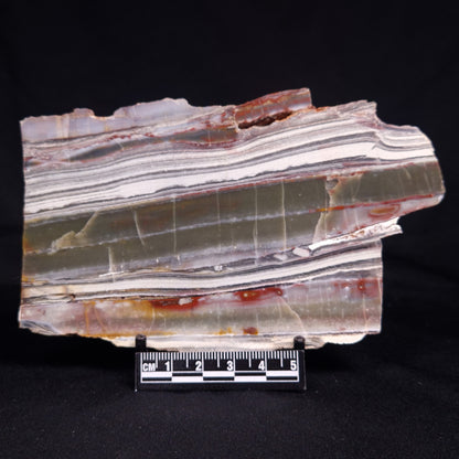 STROMATOLITE, Jerrinah Formation, Proterozoic, Australia ZJF086