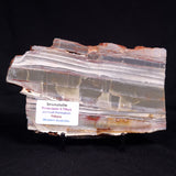 STROMATOLITE, Jerrinah Formation, Proterozoic, Australia ZJF086