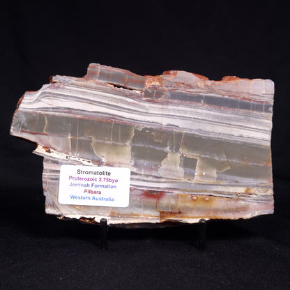 STROMATOLITE, Jerrinah Formation, Proterozoic, Australia ZJF086