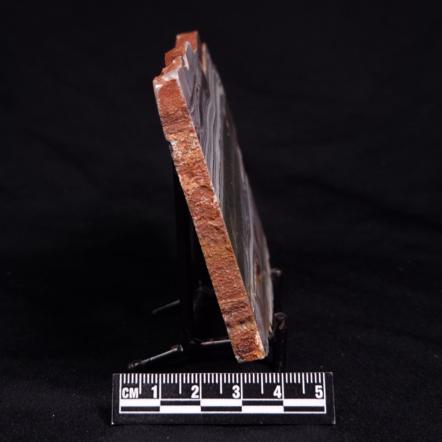 STROMATOLITE, Jerrinah Formation, Proterozoic, Australia ZJF086