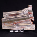 STROMATOLITE, Jerrinah Formation, Proterozoic, Australia ZJF088