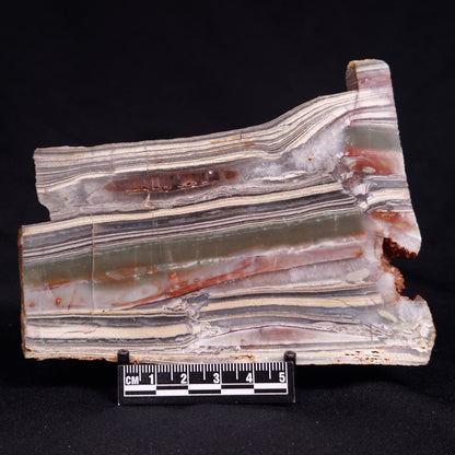 STROMATOLITE, Jerrinah Formation, Proterozoic, Australia ZJF088