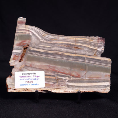 STROMATOLITE, Jerrinah Formation, Proterozoic, Australia ZJF088