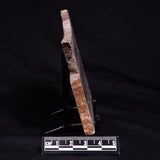 STROMATOLITE, Jerrinah Formation, Proterozoic, Australia ZJF088