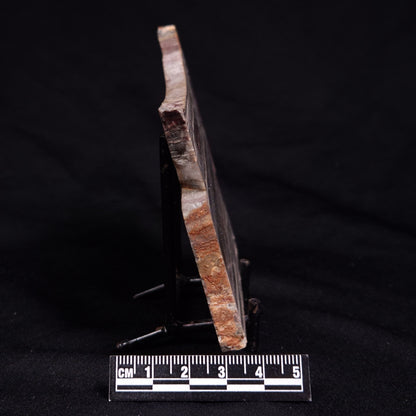 STROMATOLITE, Jerrinah Formation, Proterozoic, Australia ZJF088