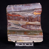 STROMATOLITE, Jerrinah Formation, Proterozoic, Australia ZJF089