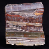 STROMATOLITE, Jerrinah Formation, Proterozoic, Australia ZJF089