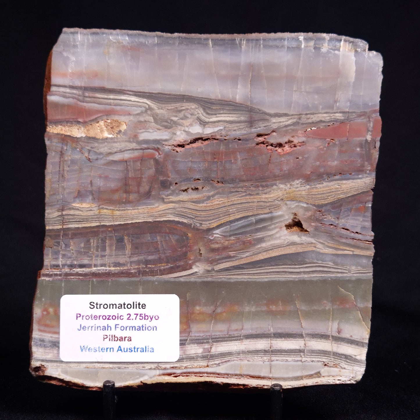 STROMATOLITE, Jerrinah Formation, Proterozoic, Australia ZJF089