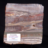 STROMATOLITE, Jerrinah Formation, Proterozoic, Australia ZJF089