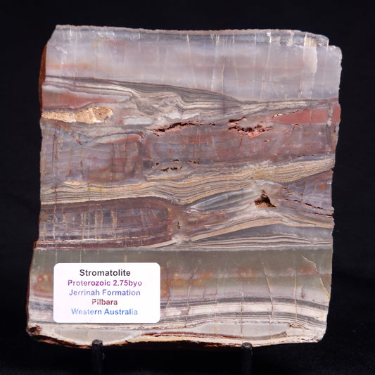 STROMATOLITE, Jerrinah Formation, Proterozoic, Australia ZJF089