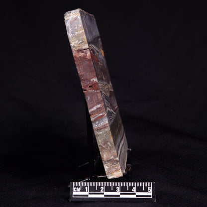 STROMATOLITE, Jerrinah Formation, Proterozoic, Australia ZJF089