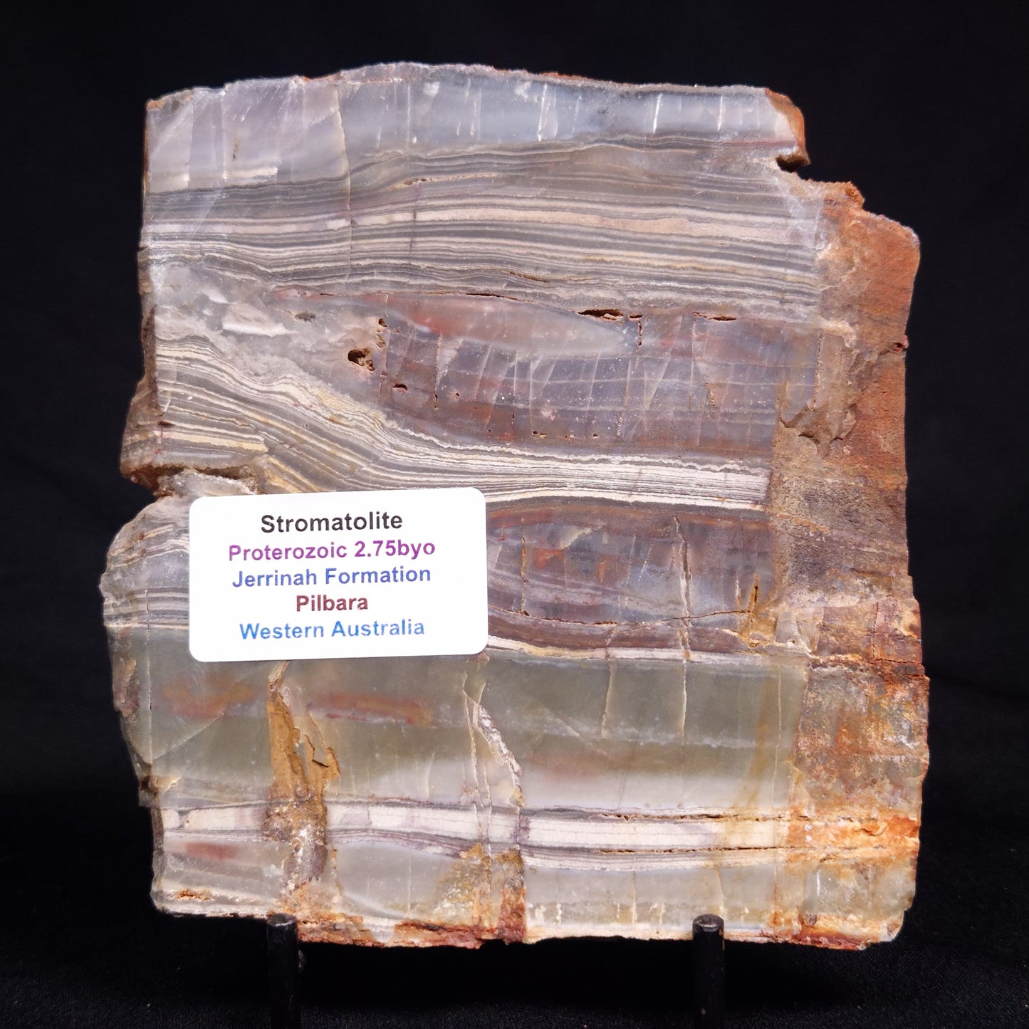 STROMATOLITE, Jerrinah Formation, Proterozoic, Australia ZJF090