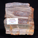 STROMATOLITE, Jerrinah Formation, Proterozoic, Australia ZJF090