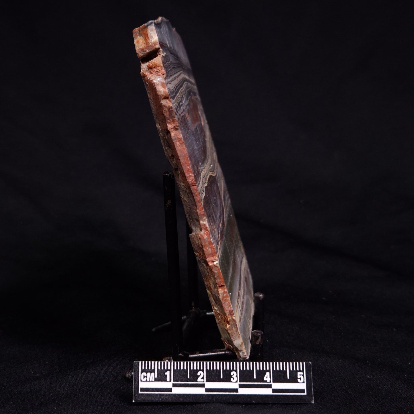 STROMATOLITE, Jerrinah Formation, Proterozoic, Australia ZJF090