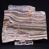 STROMATOLITE, Jerrinah Formation, Proterozoic, Australia ZJF091