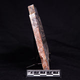 STROMATOLITE, Jerrinah Formation, Proterozoic, Australia ZJF091