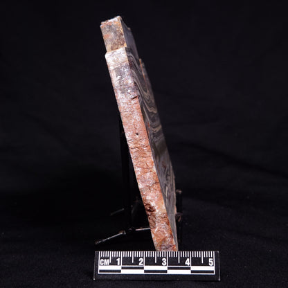 STROMATOLITE, Jerrinah Formation, Proterozoic, Australia ZJF091