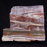 STROMATOLITE, Jerrinah Formation, Proterozoic, Australia ZJF092