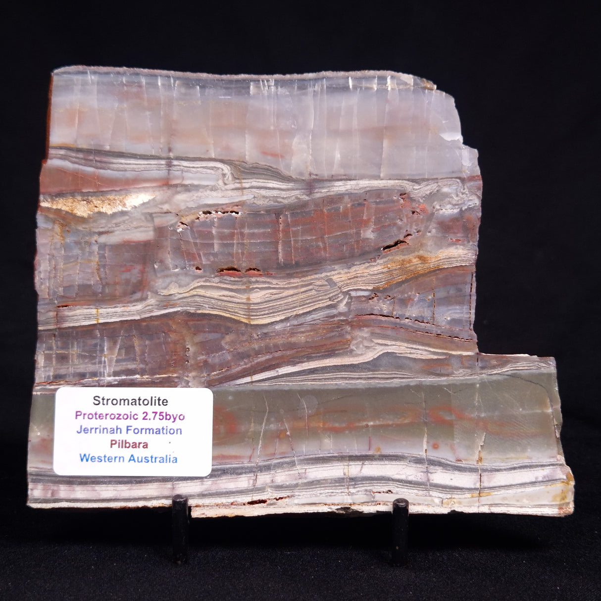 STROMATOLITE, Jerrinah Formation, Proterozoic, Australia ZJF092