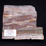 STROMATOLITE, Jerrinah Formation, Proterozoic, Australia ZJF092