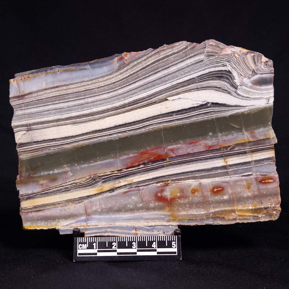 STROMATOLITE, Jerrinah Formation, Proterozoic, Australia ZJF093