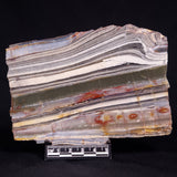 STROMATOLITE, Jerrinah Formation, Proterozoic, Australia ZJF093