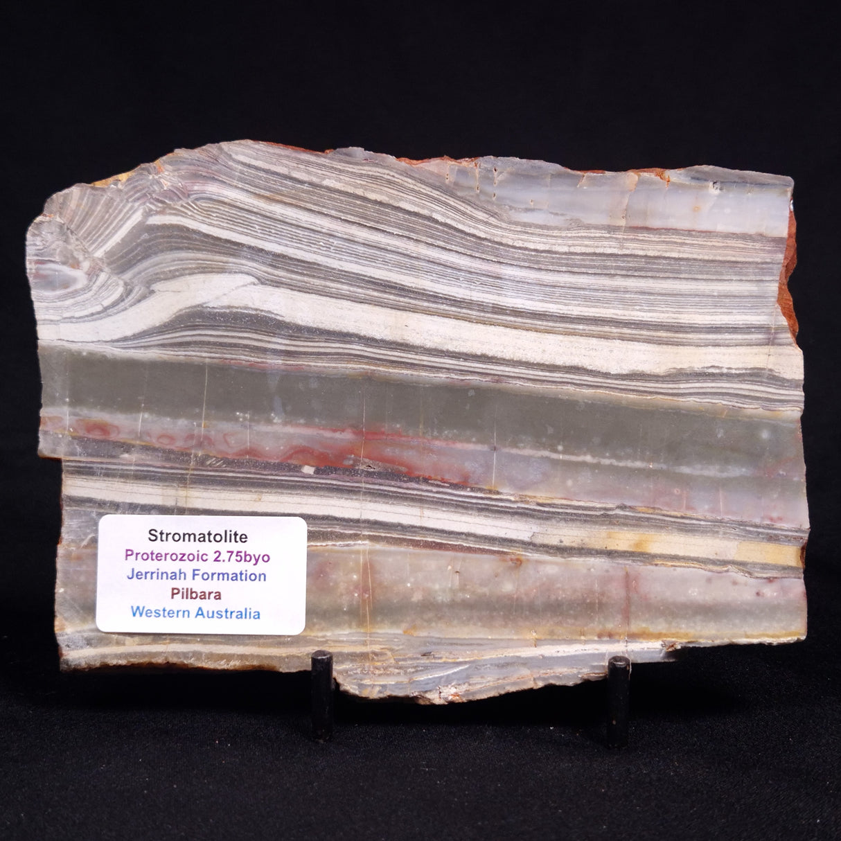 STROMATOLITE, Jerrinah Formation, Proterozoic, Australia ZJF093
