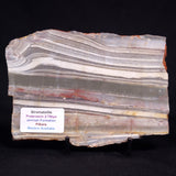 STROMATOLITE, Jerrinah Formation, Proterozoic, Australia ZJF093