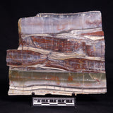 STROMATOLITE, Jerrinah Formation, Proterozoic, Australia ZJF094