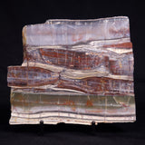 STROMATOLITE, Jerrinah Formation, Proterozoic, Australia ZJF094